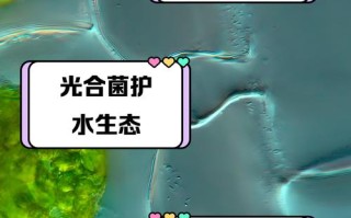 光合菌如何助力水产养殖？
