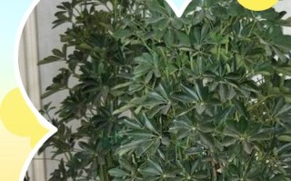 发财树点正确养殖方法