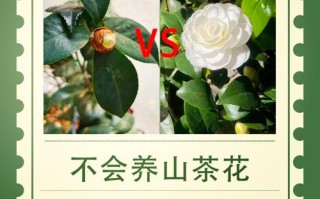 山茶花冬季的养殖方法