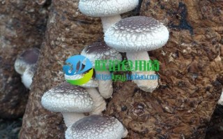 短菌龄香菇品种有哪些？