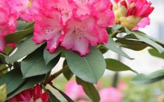 杜鹃花各品种图片大全