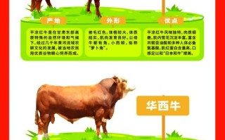 中国本土肉牛品种排名如何？