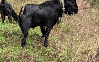 如何科学选择优质种公羊？