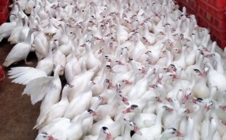 2025年养什么鸭品种最赚钱？