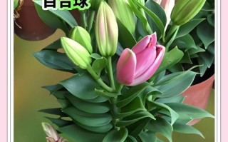 香水百合哪个品种颜值最高？