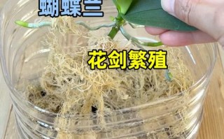 蝴蝶兰花怎么繁殖？视频教你方法