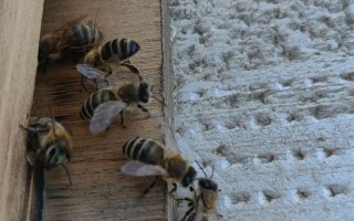 新疆蜜蜂是意蜂品种吗？