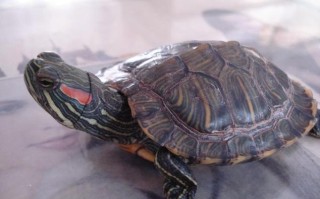 贵州有哪些龟的品种？
