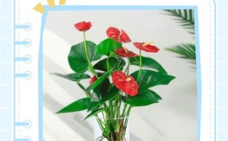 红掌浇水能浇叶子吗？