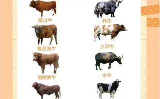 现在养产子牛，哪个品种最好？