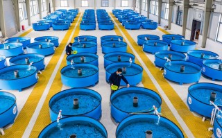 养殖的中华鲟叫什么地方