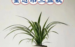 哪些兰花能挂起来养？