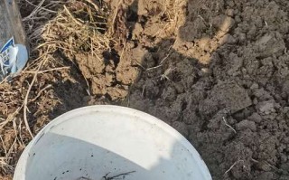 农村挖的蚯蚓是啥品种？