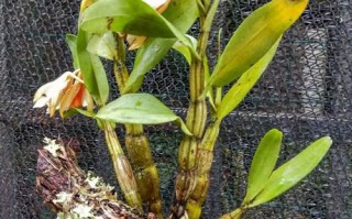 黑毛石斛家庭养殖怎么养才好？