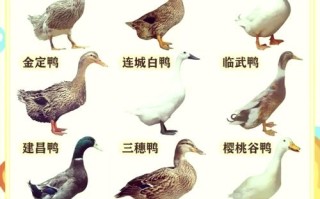 如何选对肉鸭品种？关键看这几点？