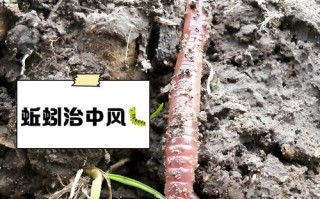 鸽子粪养蚯蚓具体怎么操作？