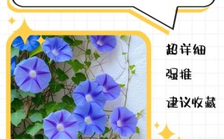 阳台牵牛花怎么种？