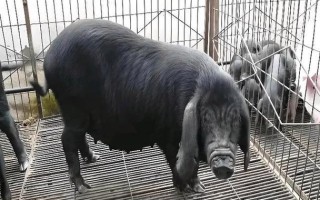 猪什么品种最可口？