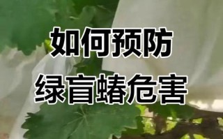 葡萄绿盲蝽怎么防治效果好？