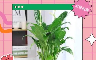 一帆风顺怎么浇水才正确？