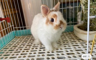 肉兔杂交品种哪个长得最快？