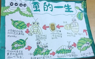 农业科技如何优化蚕的喂养方法？