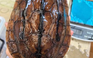 金钱龟2016价格多少