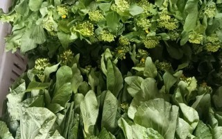 小白菜苔品种有哪些？看图识品种全解析。