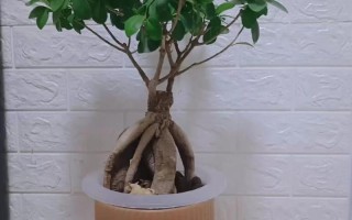榕树盆栽有哪些常见品种？