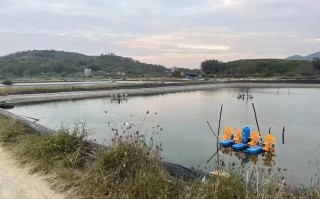 小龙虾养殖水草怎么栽培才高产？