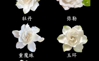 栀子花哪个品种最好养活？