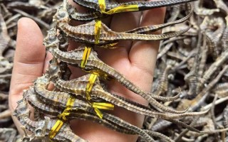 海马养殖方法及注意事项有哪些？