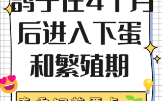 养种鸽子多久会下蛋？