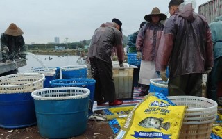 群丰鱼饲料价格多少