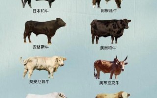 中国肉质最好的肉牛品种是哪个？