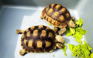 什么品种乌龟市场好卖？