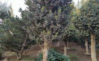 枸骨怎么种？养护要注意啥？