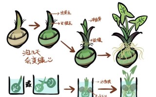 蘑菇种植方法与视频，新手如何快速入门？