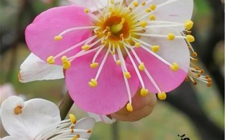 最耐寒的梅花品种是哪个？