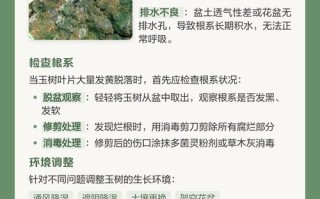 玉树叶子发黄怎么办？
