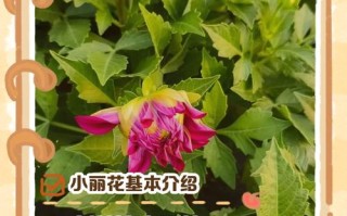 小丽花怎么养才好？