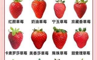 哪种草莓品种最好种？