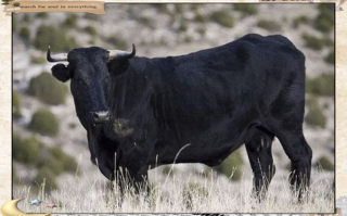 黑色牛的品种有哪些？