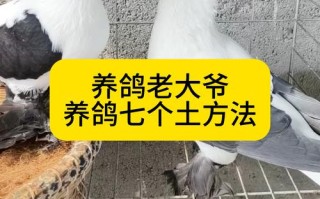 散养鸽子如何科学管理养殖？