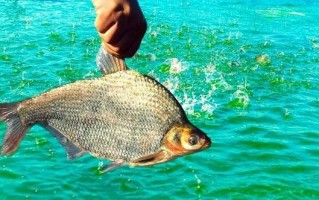 2025年8月水产市场有何新动向？