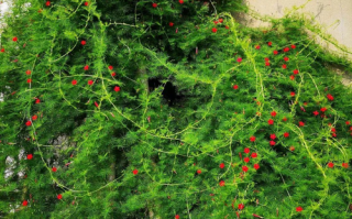 茑萝花有哪些常见品种？