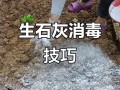 生石灰如何有效消毒粪便？