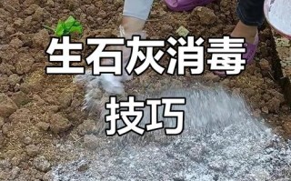 生石灰如何有效消毒粪便？
