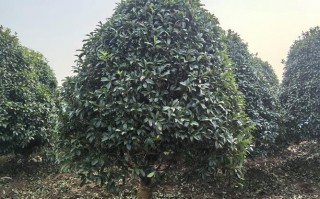 桂花树哪个品种香味最浓郁？