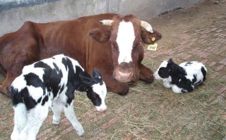 湖南衡阳适合养什么奶牛品种？